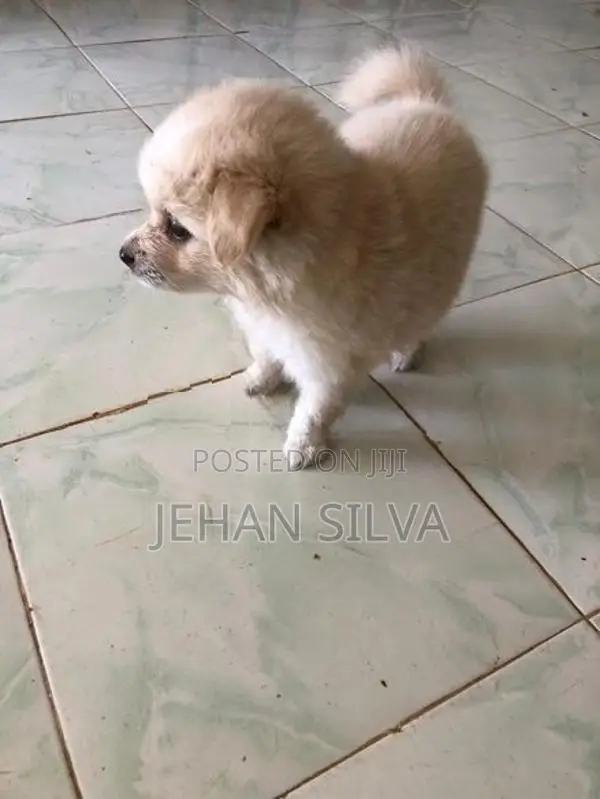 Lion Pomeranian Puppy