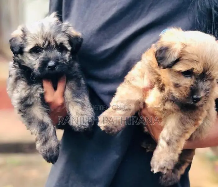 Shih Tzu Mix Terrier Puppies