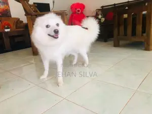 Lion Pomeranian Puppy