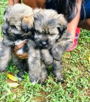 Shih Tzu Mix Terrier Puppies