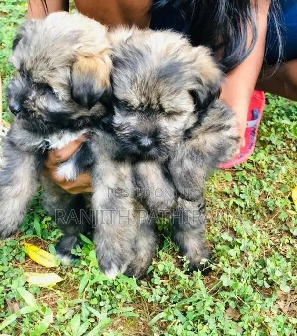 Shih Tzu Mix Terrier Puppies