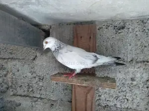 Pigeons