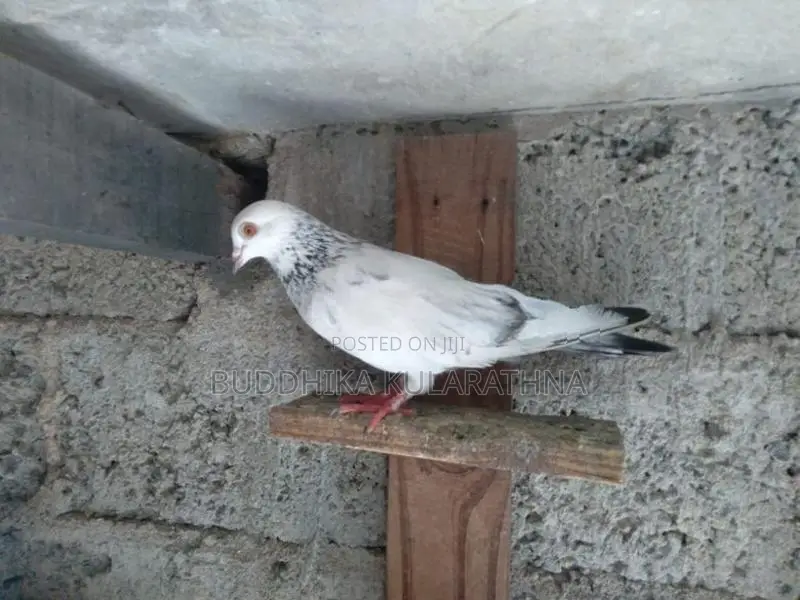 Pigeons