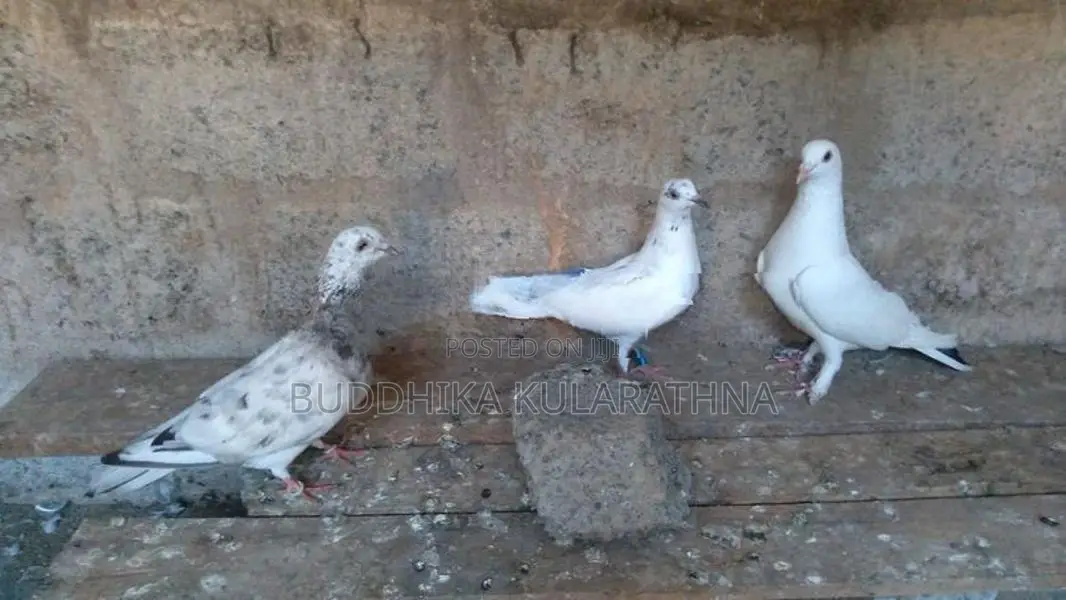 Pigeons