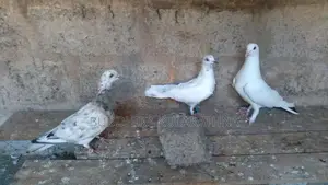 Pigeons