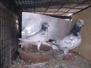 Pigeons