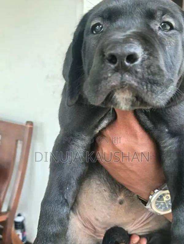 Cane Corso Puppies
