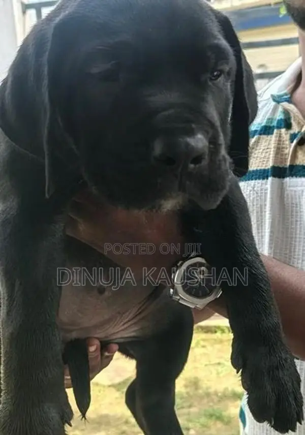 Cane Corso Puppies