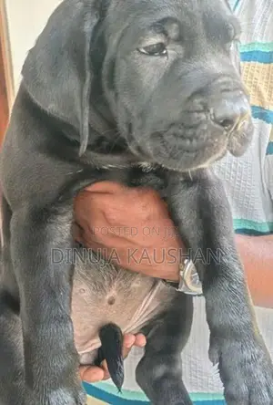 Cane Corso Puppies
