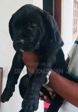 Cane Corso Puppies
