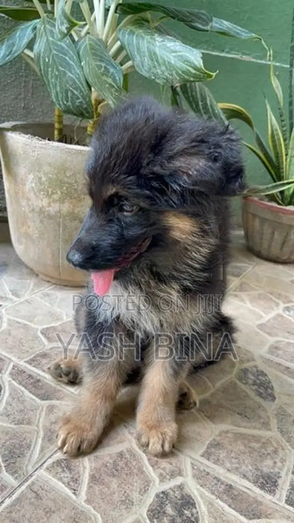 Germen Shepherd Puppy
