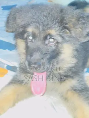 Germen Shepherd Puppy