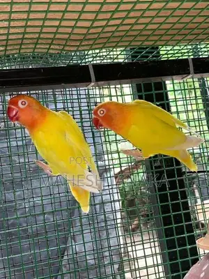 Love Birds
