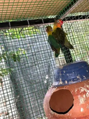 Love Birds