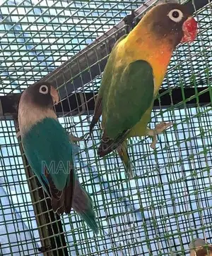 Love Birds