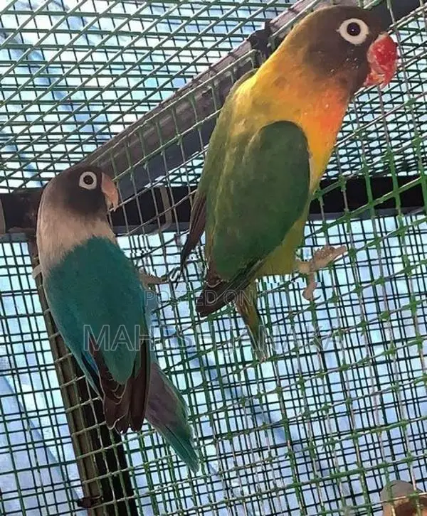 Love Birds