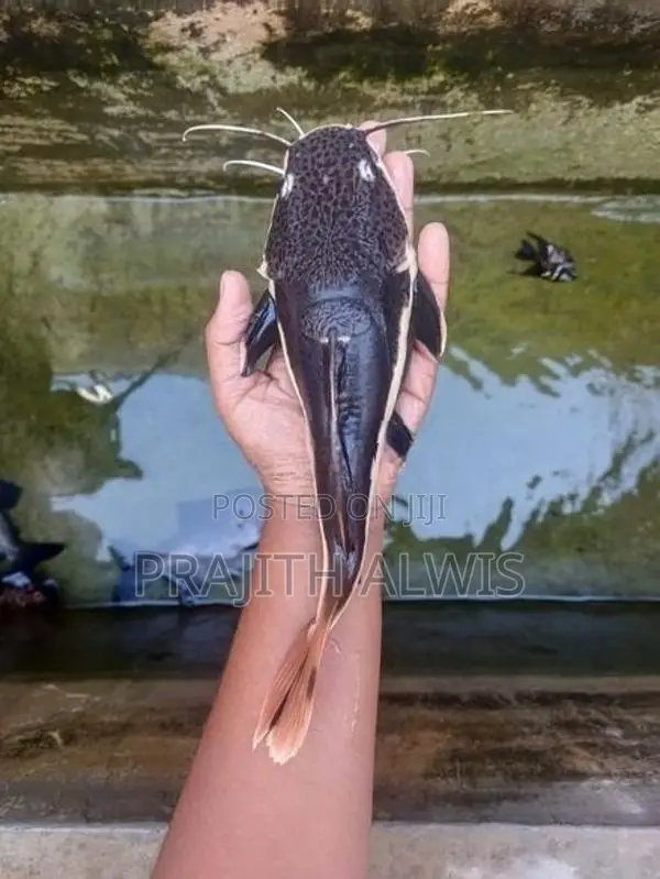 Redtail Catfish
