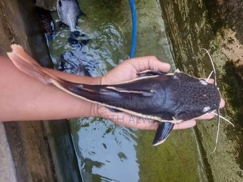 Redtail Catfish