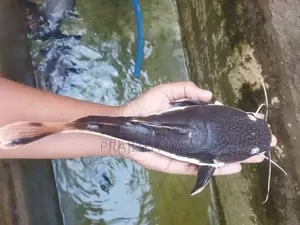 Redtail Catfish