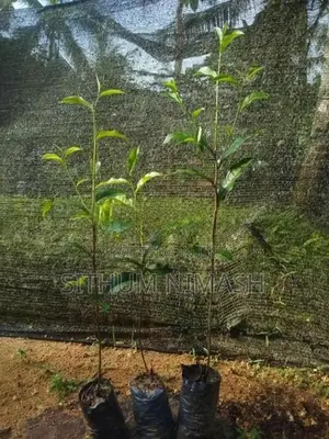 තේ පැළ