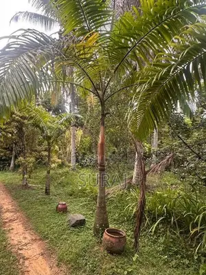 Palm Plants