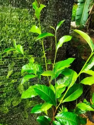 තේ පැළ