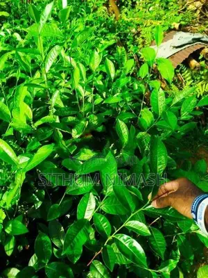 තේ පැළ