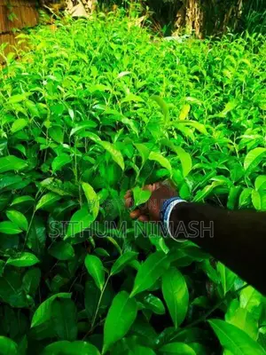 තේ පැළ