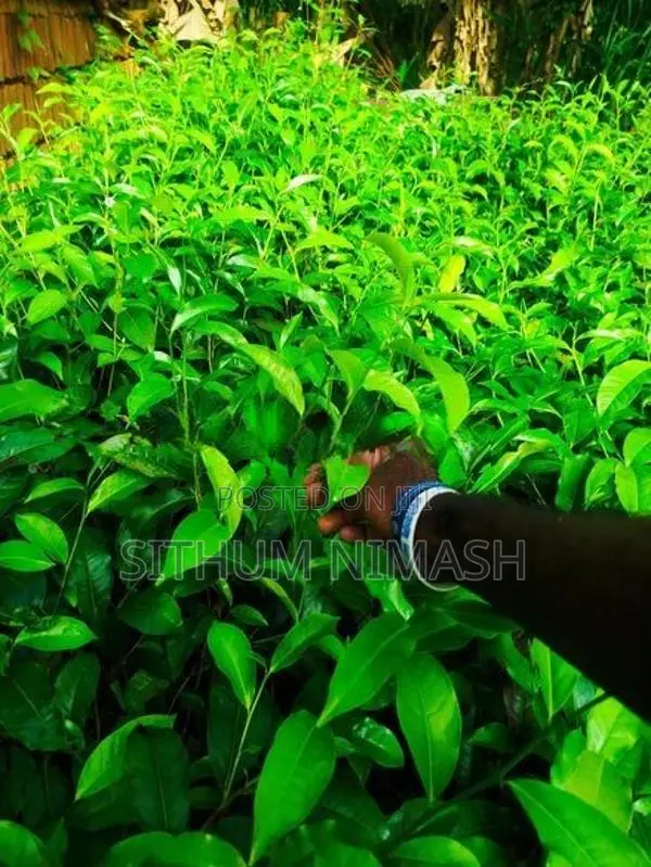 තේ පැළ