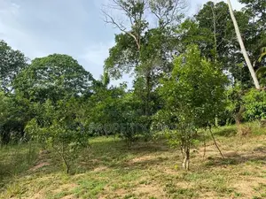 02 Acres Land for Sale in Ahangama (SSPL-390)