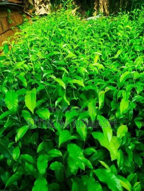 තේ පැළ