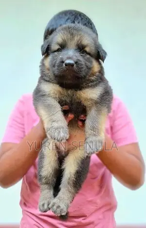 German Shepherd Puppies