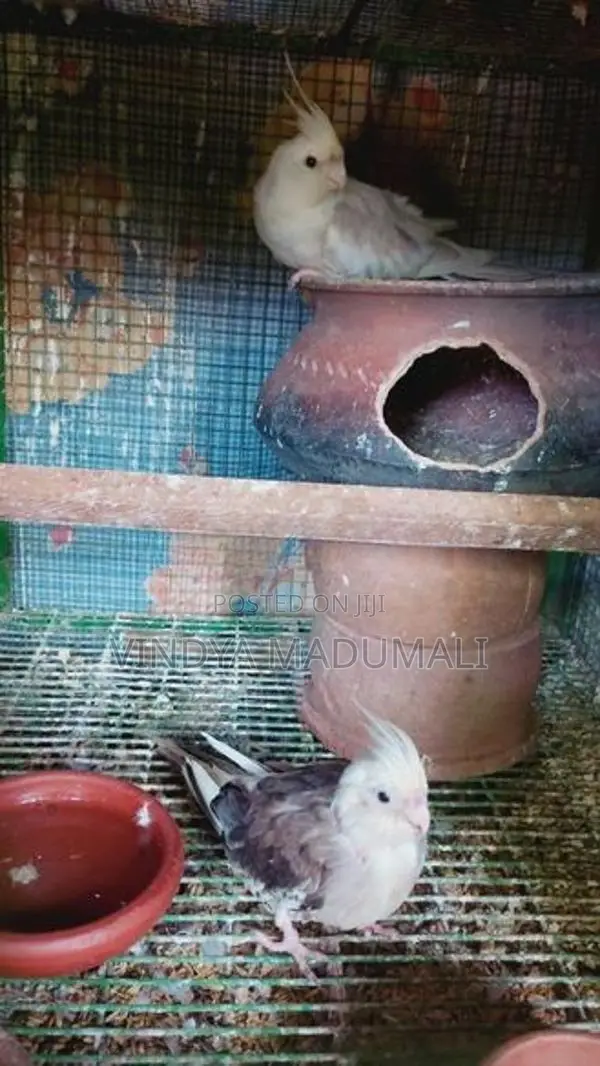 Cockatiel Bird