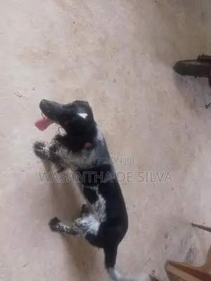 Cocker Spaniel