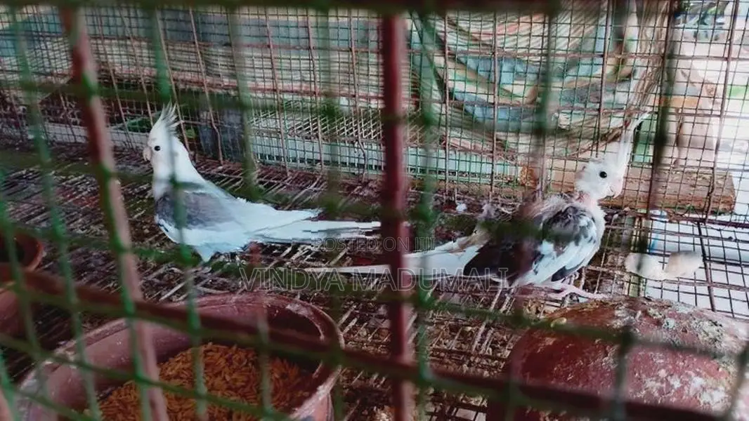 Cockatiel Bird