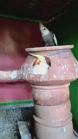 Cockatiel Bird