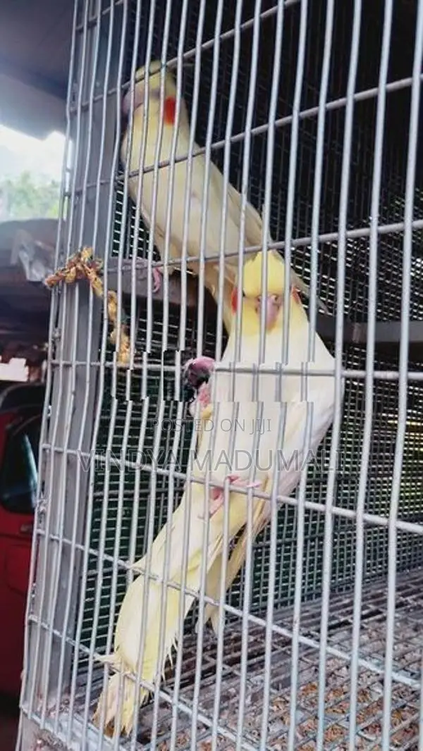 Cockatiel Bird