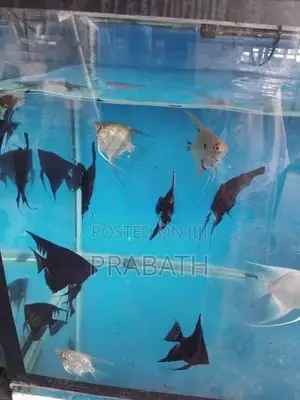 Angel Fish