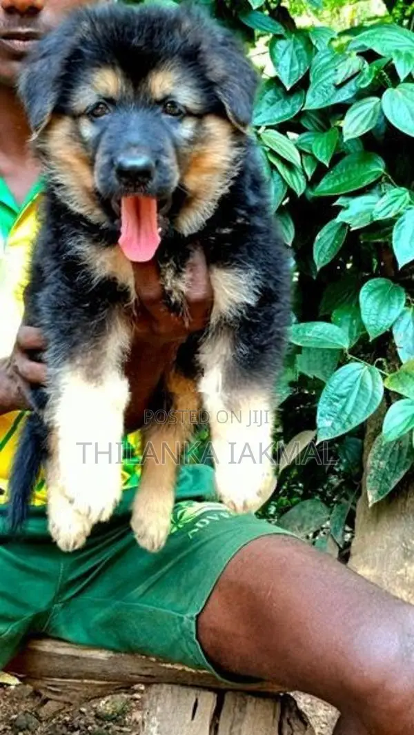 German Shepherd Puppy