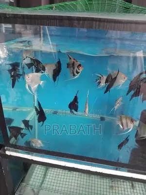 Angel Fish