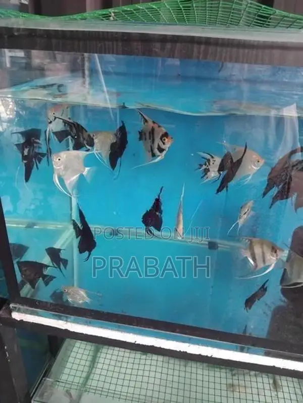 Angel Fish