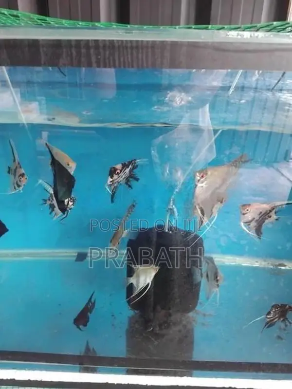 Angel Fish