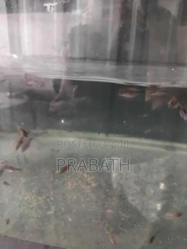 Chopper Oscar Fish