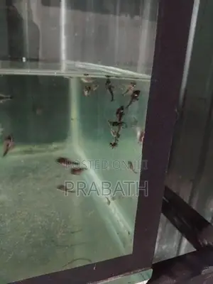 Chopper Oscar Fish