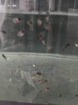 Chopper Oscar Fish