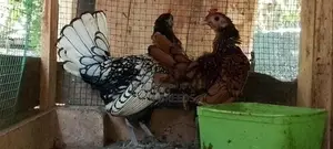 Bantam Sebright Chicken