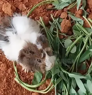 Guinea Pigs
