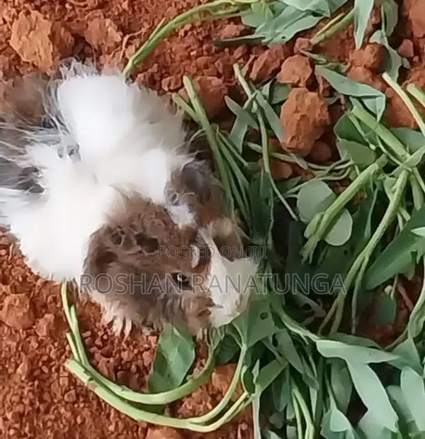 Guinea Pigs