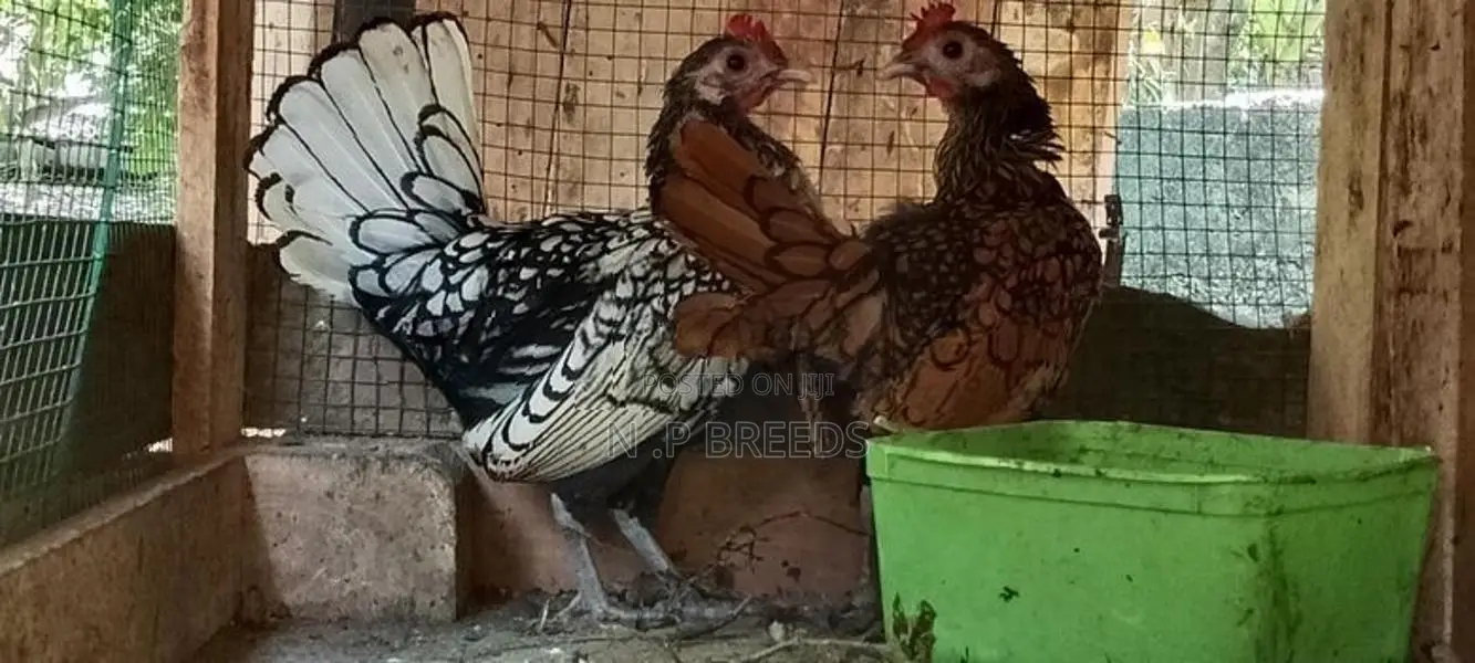 Bantam Sebright Chicken