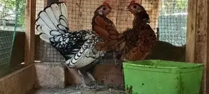 Bantam Sebright Chicken